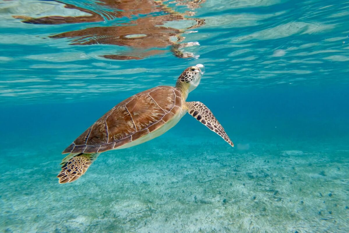 Perhentian Island Snorkeling | Bubu Resort Long Beach