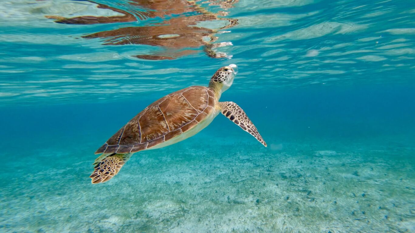 Perhentian Island Snorkeling | Bubu Resort Long Beach